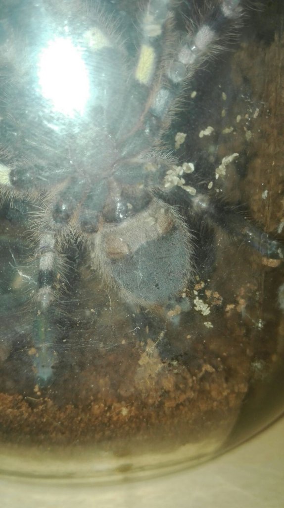 P. Regalis 10cm