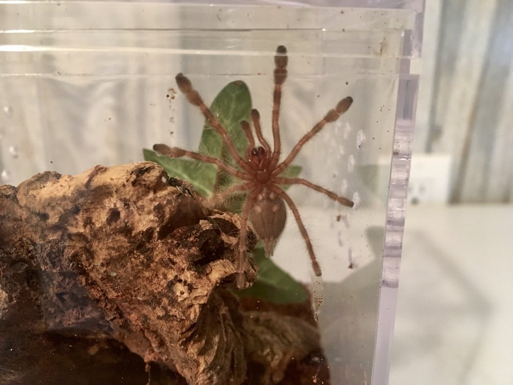 P. Regalis 2”