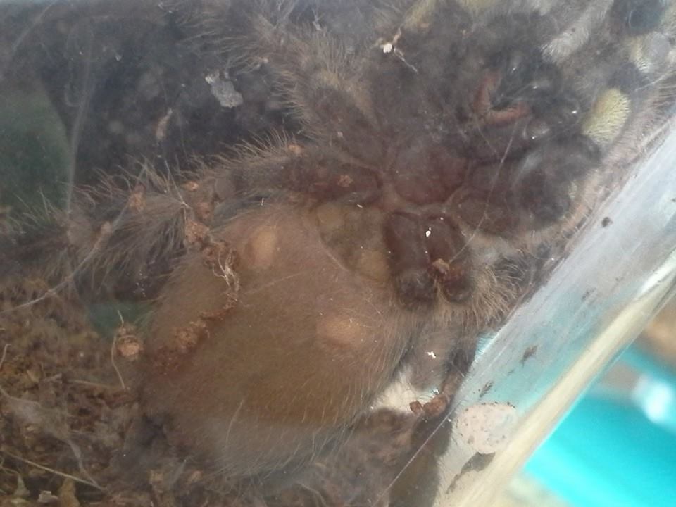 P. regalis 2.5 inches female or male?