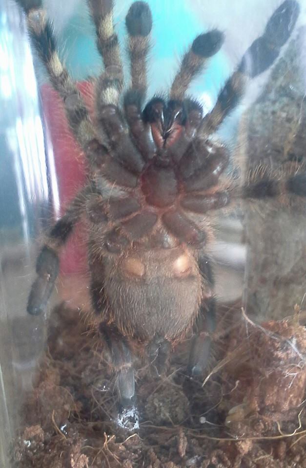 P. regalis #2 male ?female?