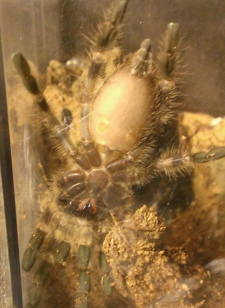 P. regalis #2