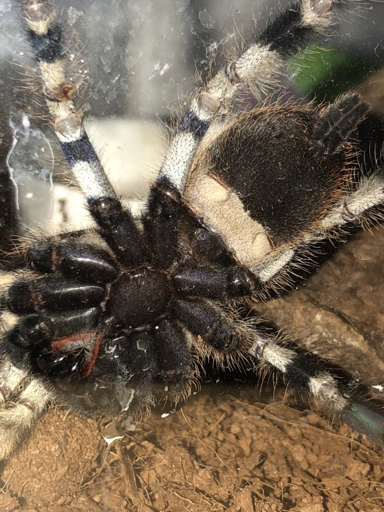 P. Regalis 3”+ M or F?