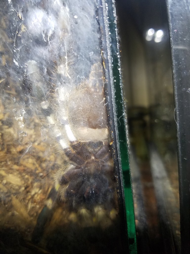 P. regalis ~3.5"