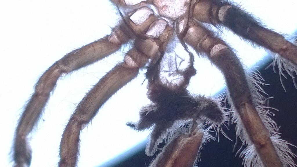 P. regalis 3 inches