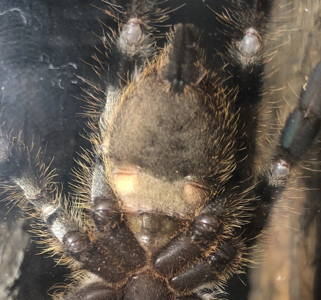 P.regalis 3" male of female ?