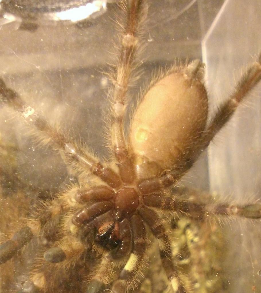 P. regalis #3