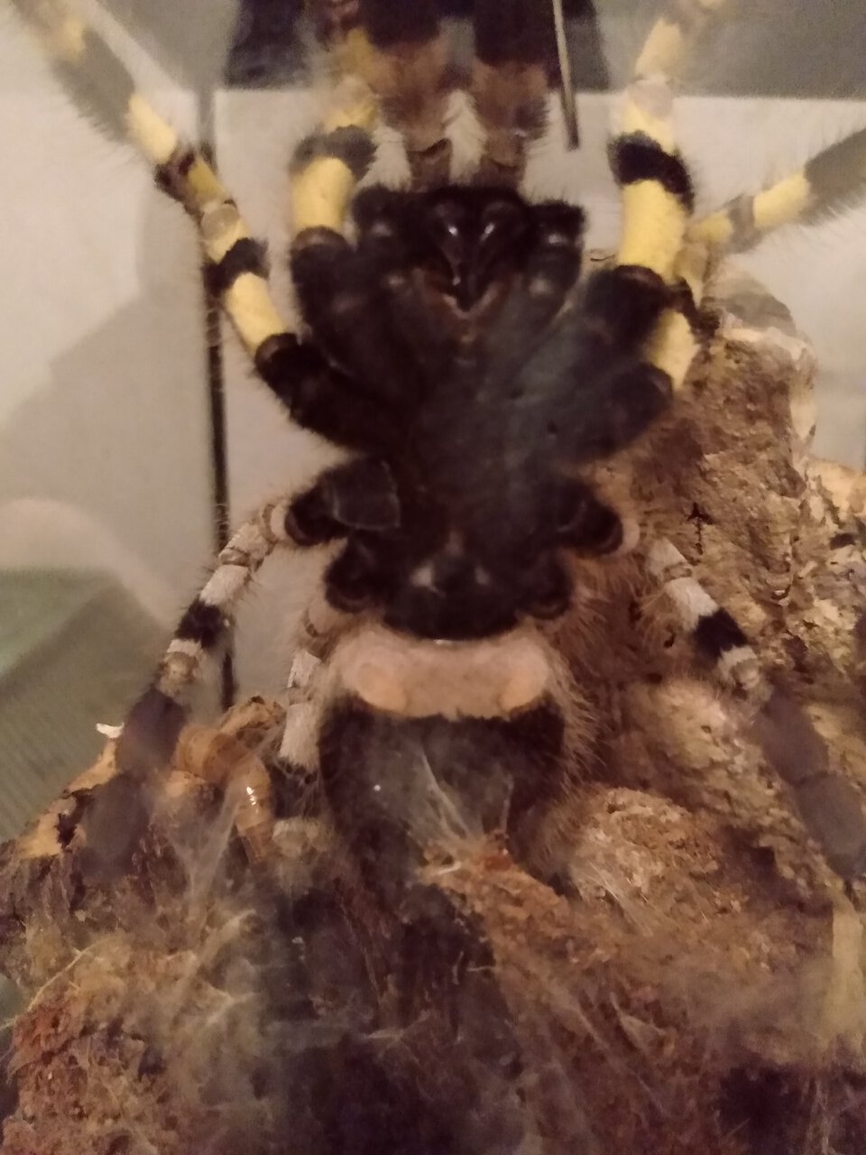 P. regalis ~4in DLS