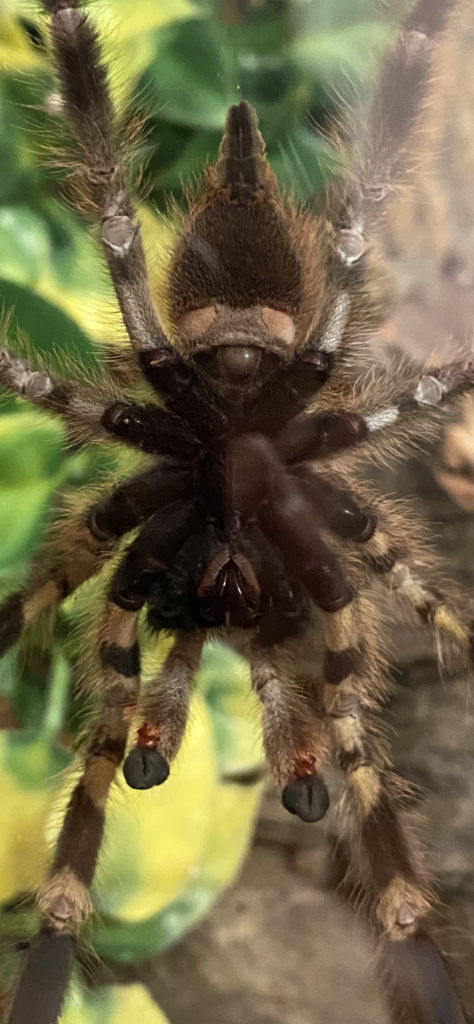 P. regalis Close Up Image