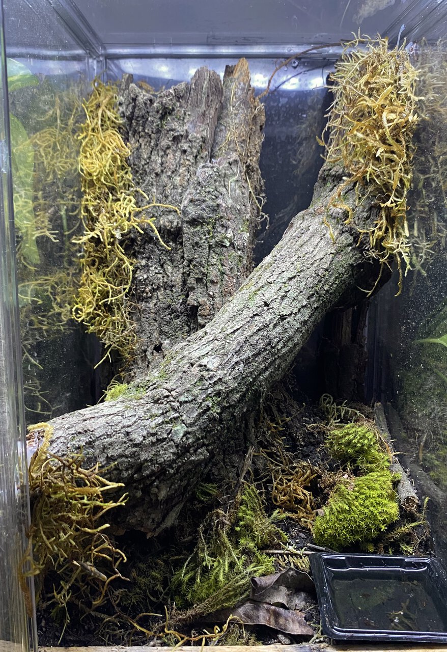 P. regalis enclosure