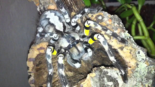 P. Regalis Female #1