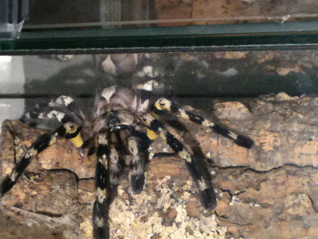 p.regalis. female