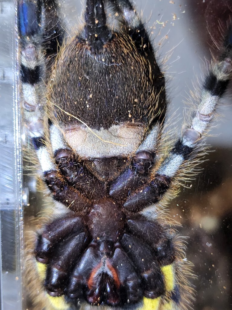 P. Regalis female?