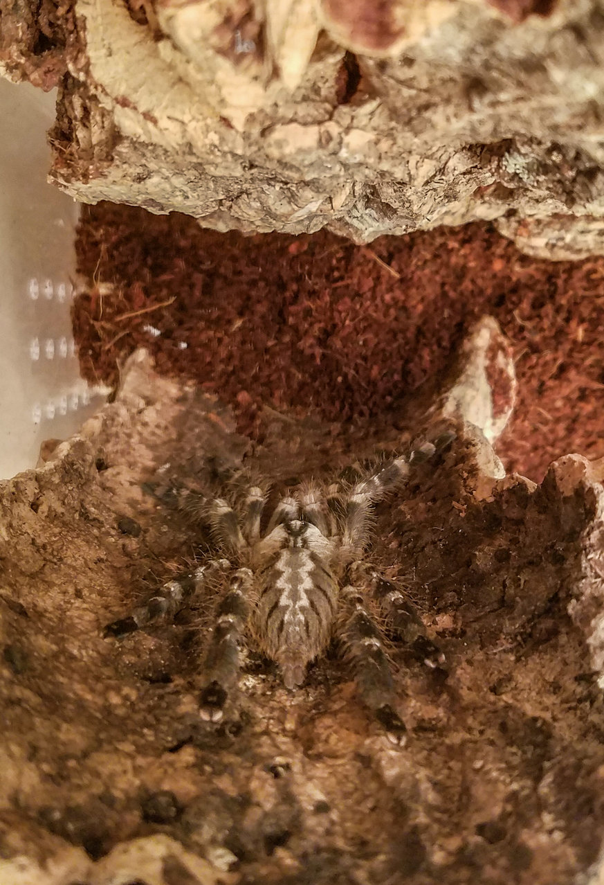 P. regalis in its new home