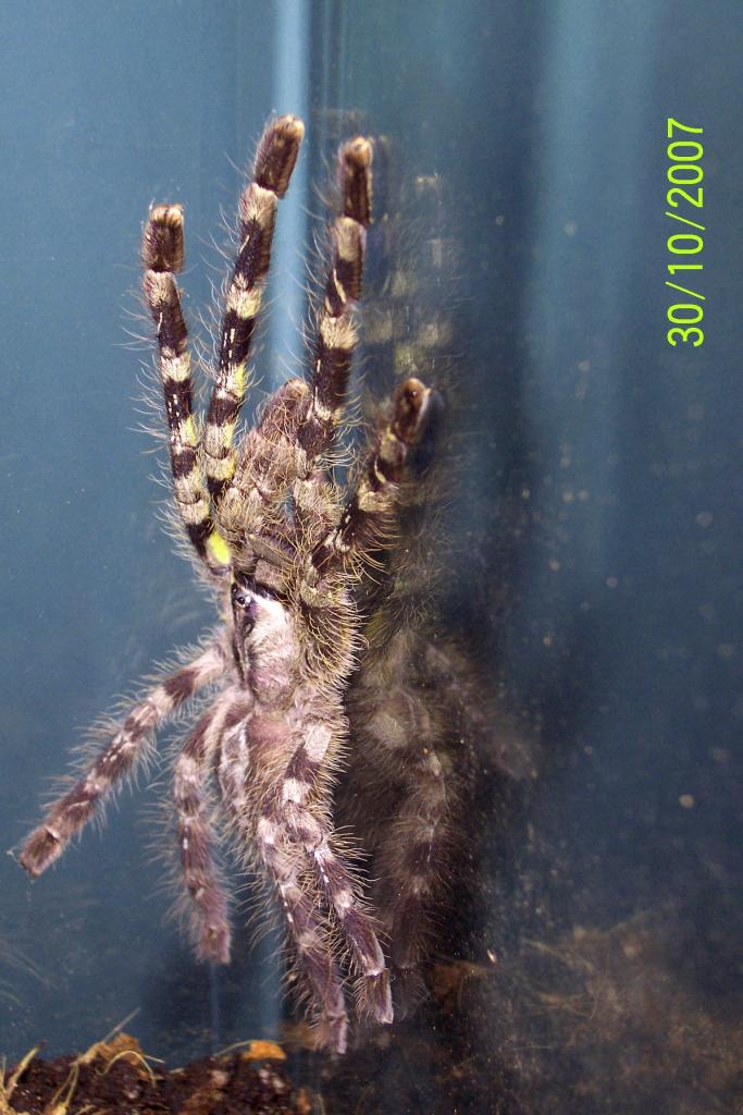 P. Regalis juvenile female