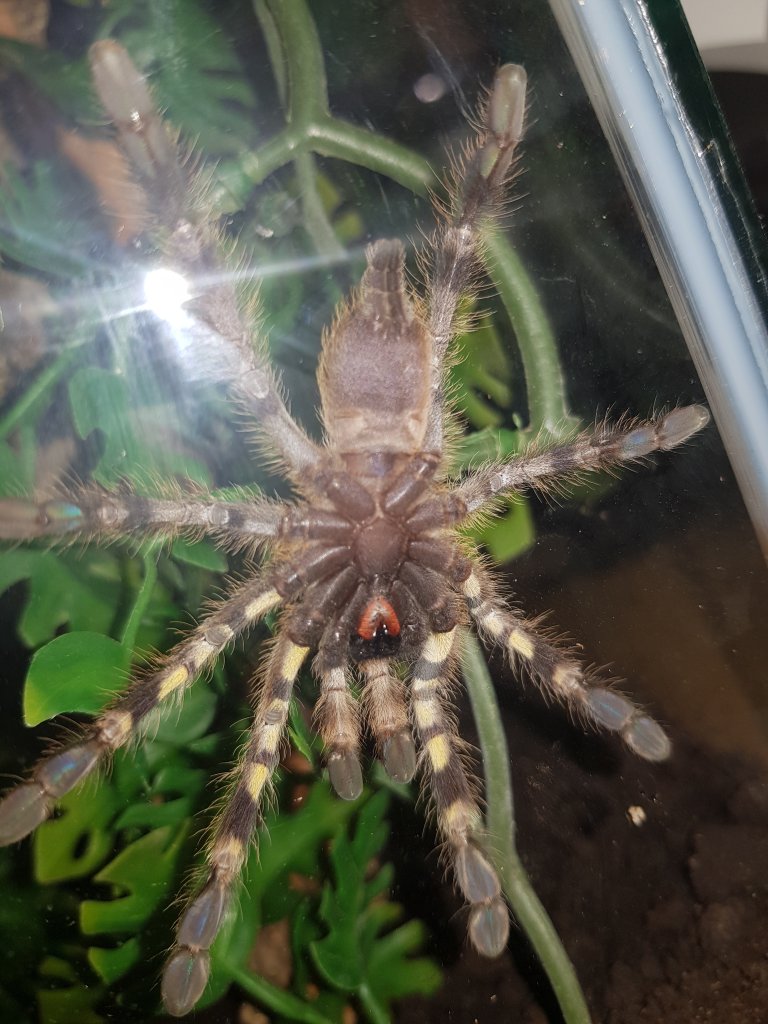 P. Regalis Juvinile