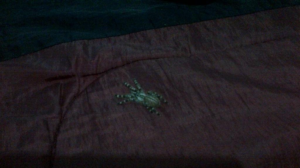 P.regalis M or F by folio stripe