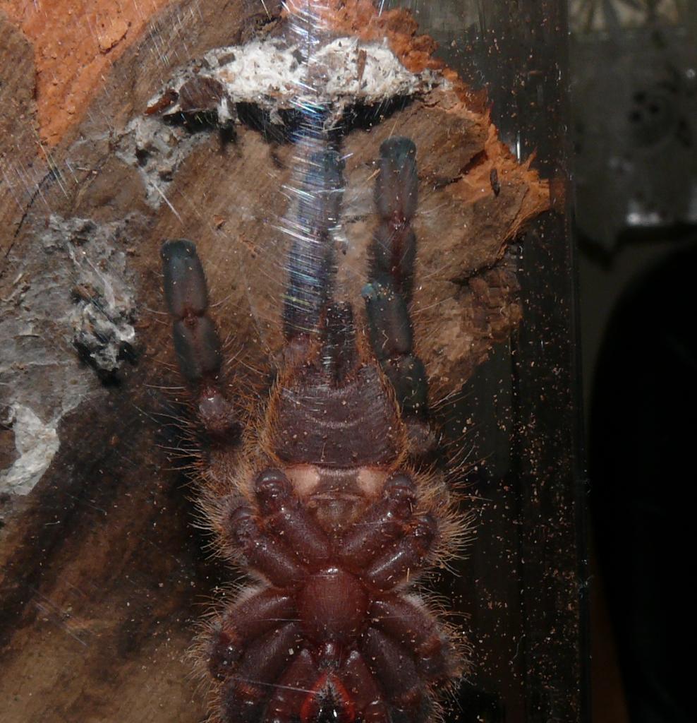 P. regalis M or F ?