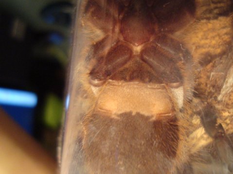 P. Regalis M Or F?