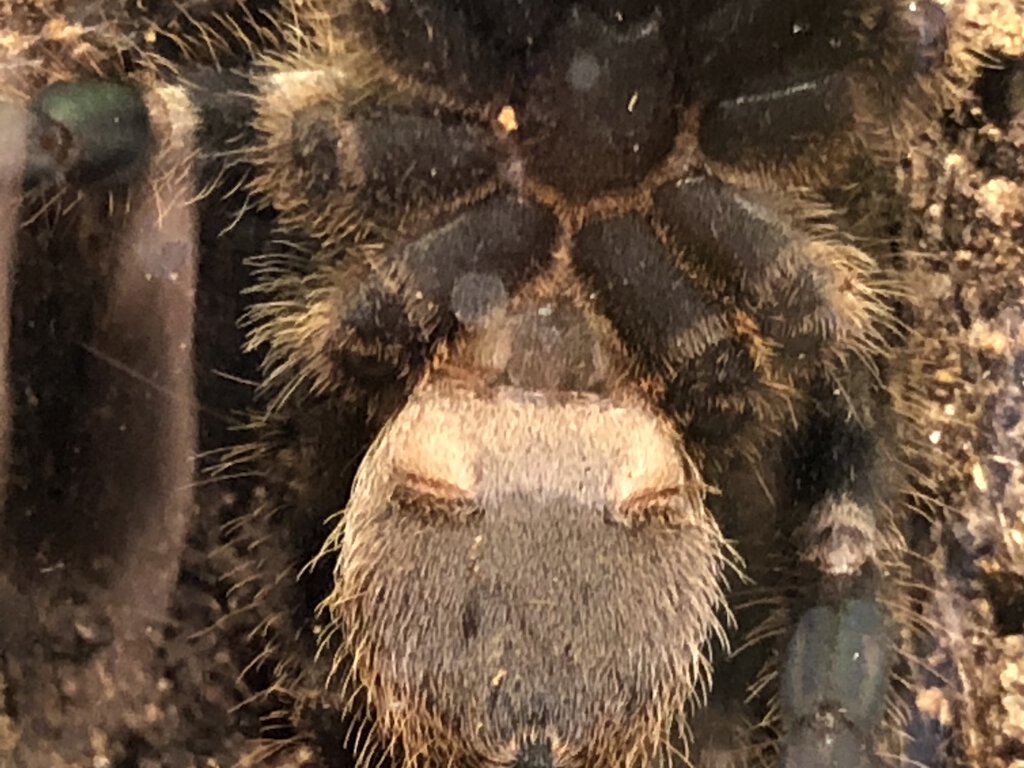 P. Regalis male female ? 4.3 inch