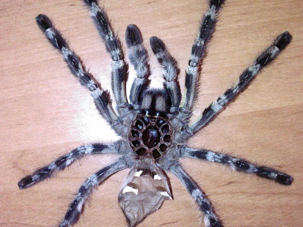 P.regalis Male/female?