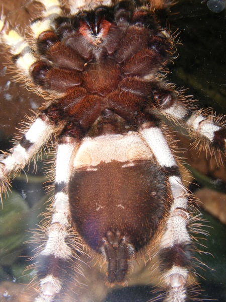 P. Regalis Male Or Female