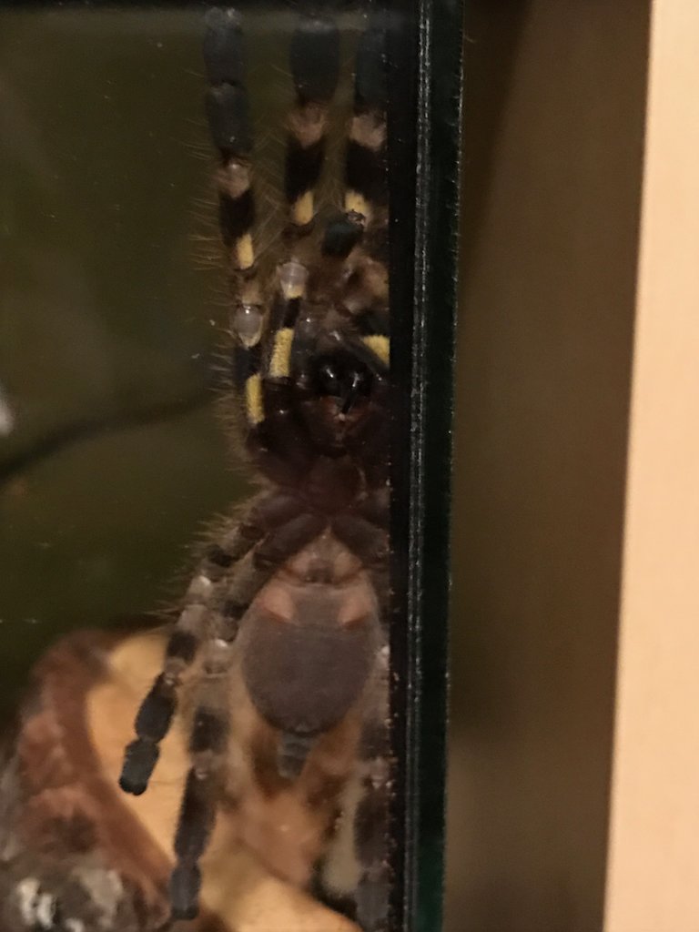 P.Regalis, Male or Female?