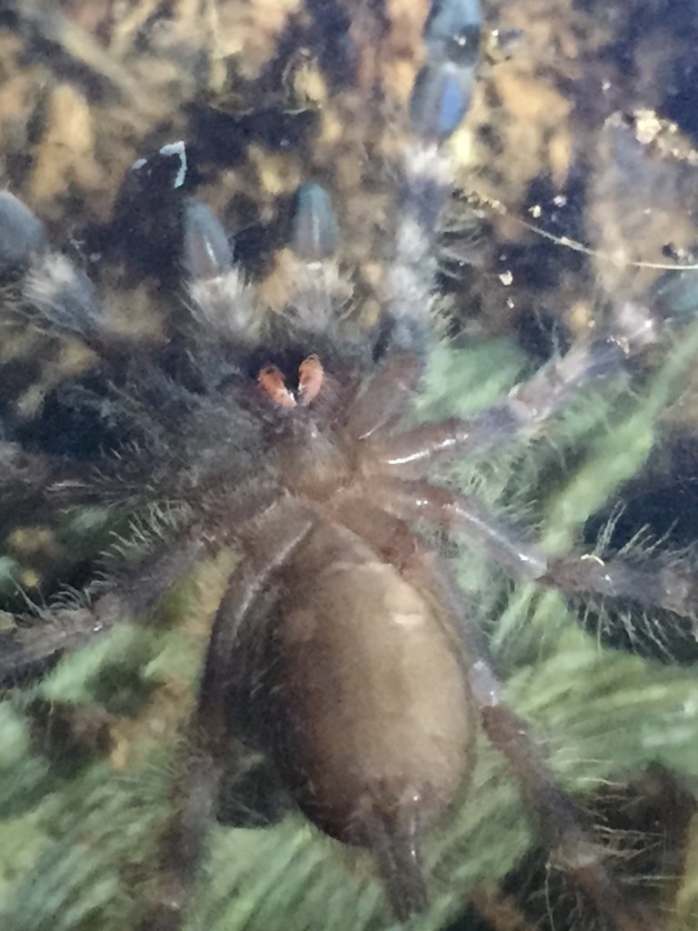 P. regalis male or female?