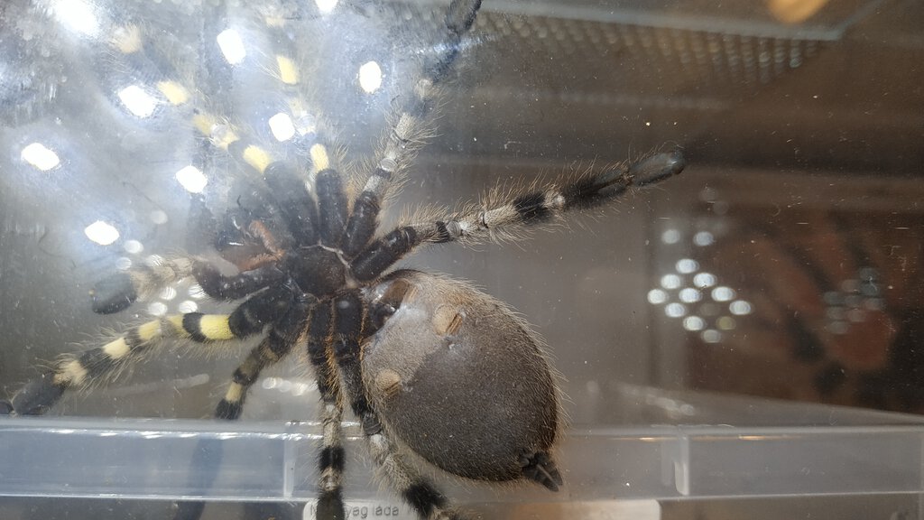 P.regalis male or female?