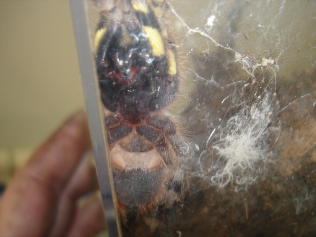 P. regalis Male?