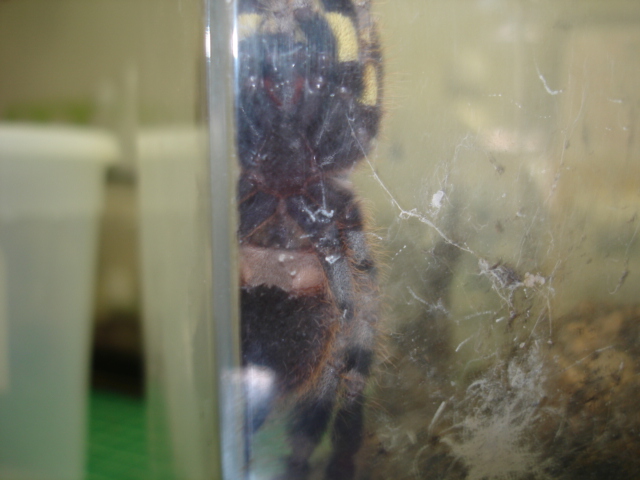 P. regalis Male?