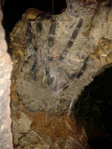 p.regalis male