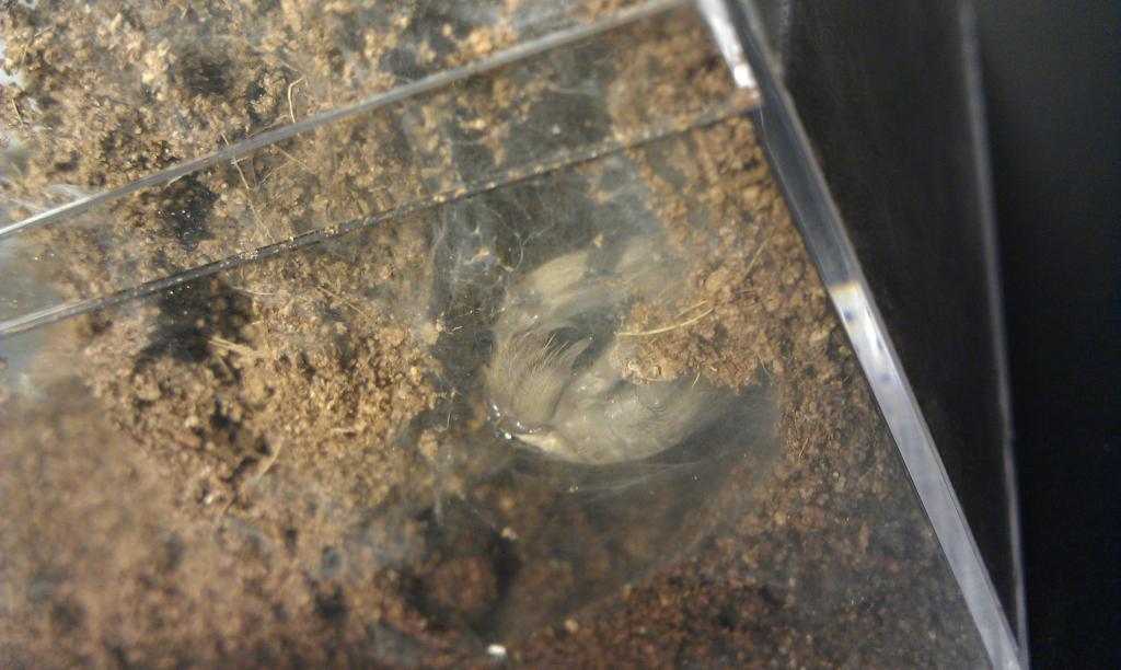 P.regalis molting