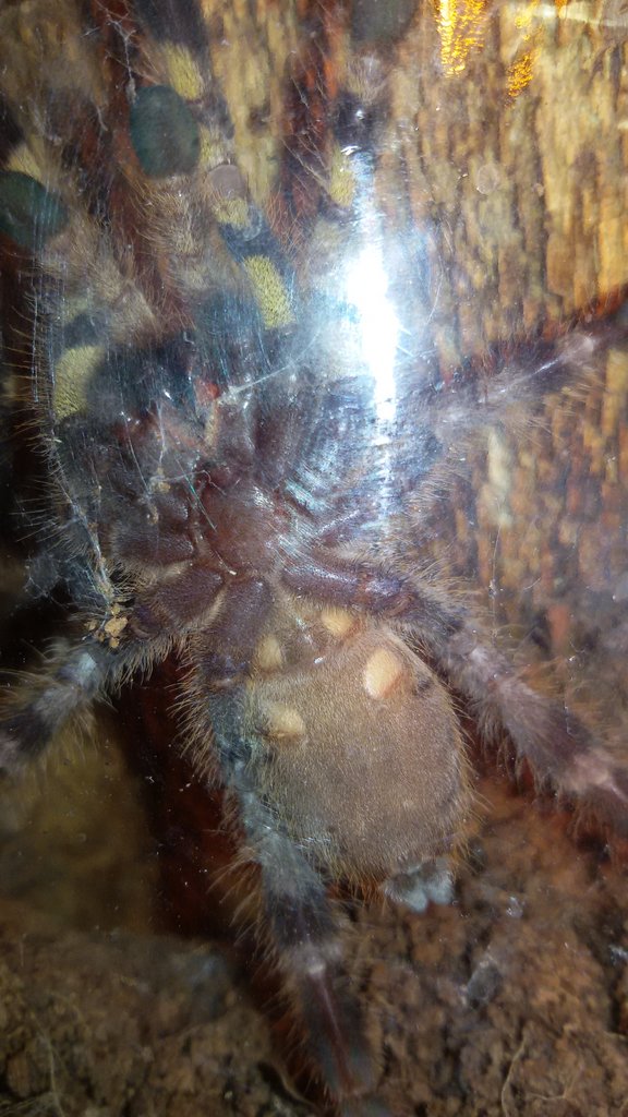 P. regalis No. 2 - M or F?