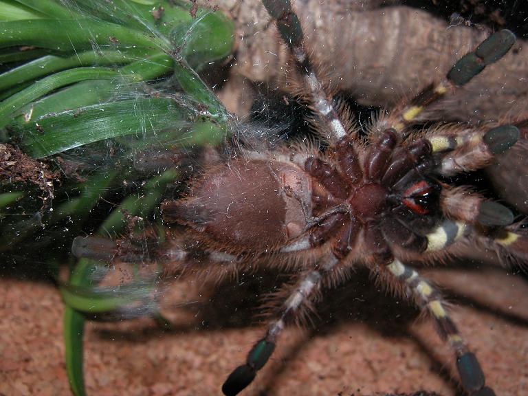 P. regalis sex?