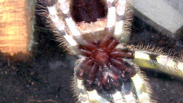 P. Regalis sex!