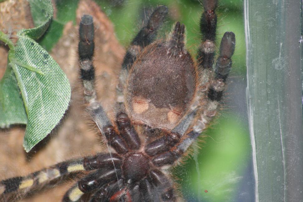 P.Regalis Sex ?