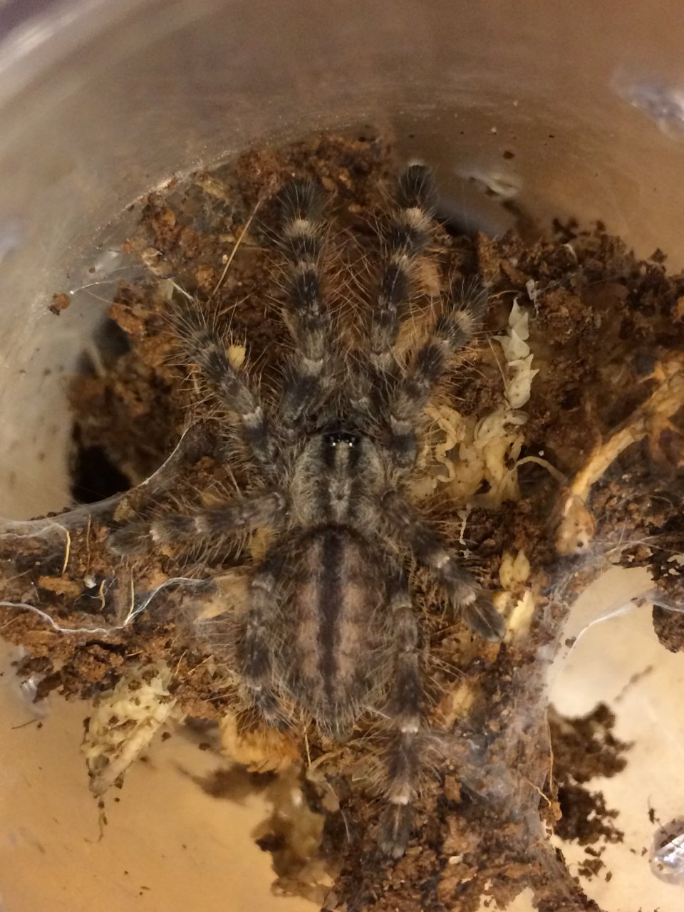 P. regalis sling