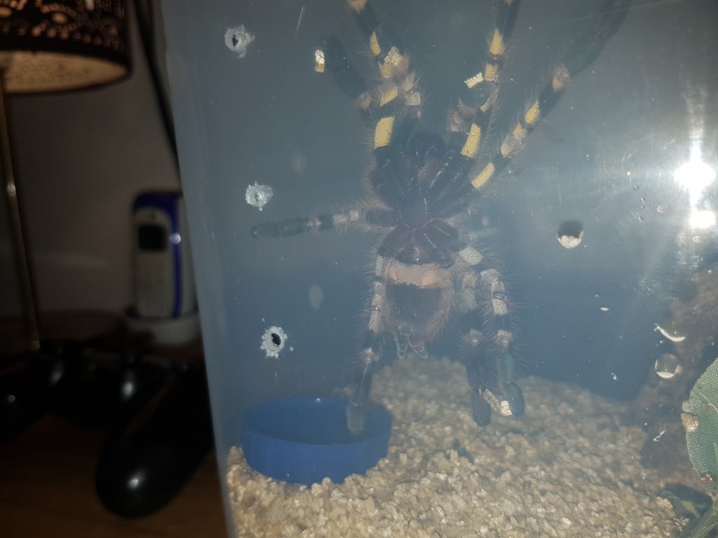 P. Regalis vent shot