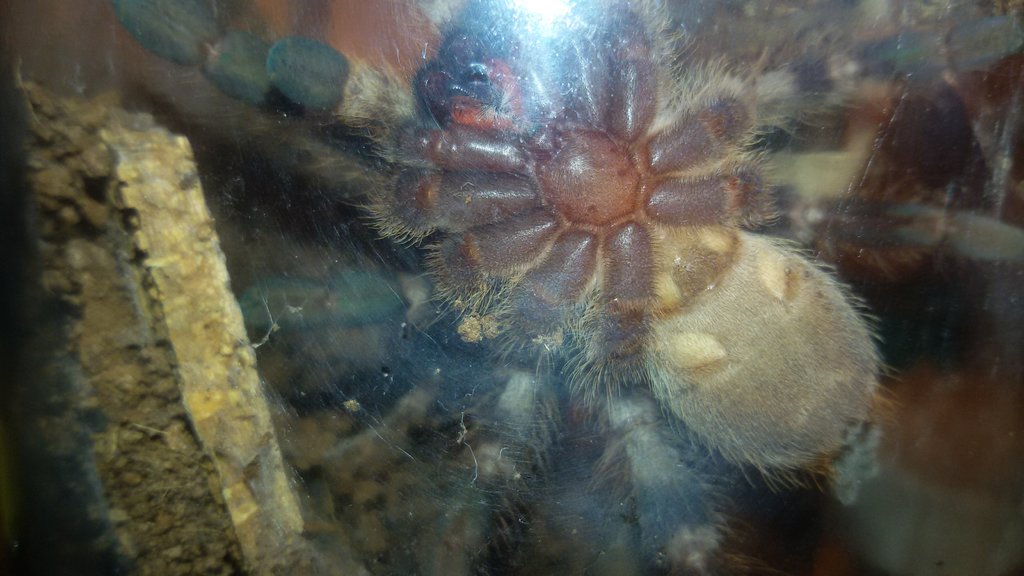 P. regalis ventral - help me solve the sex :(