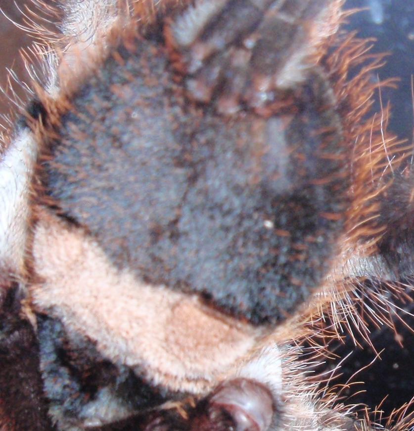 P. regalis