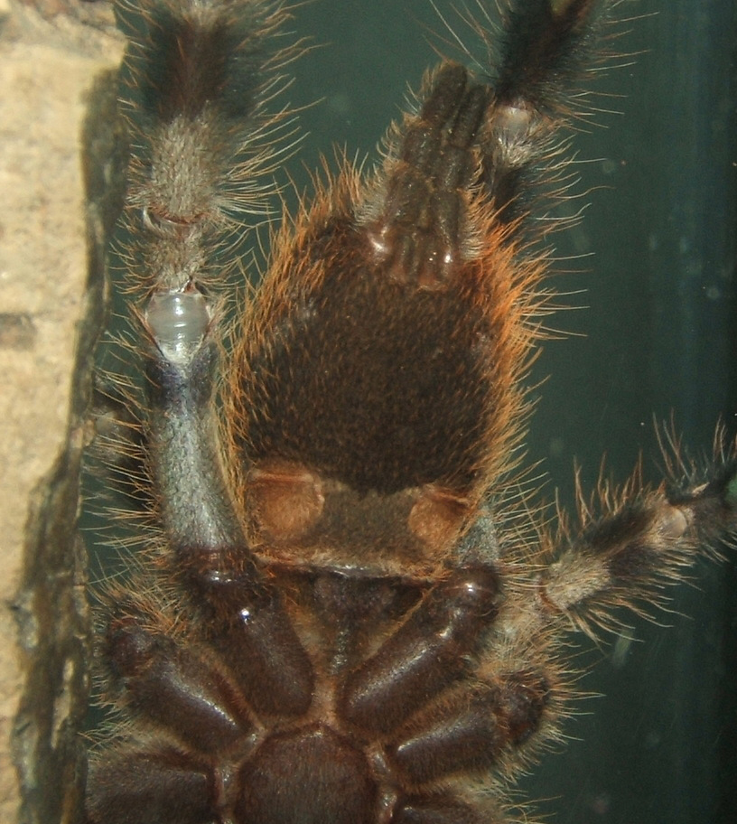 P. regalis