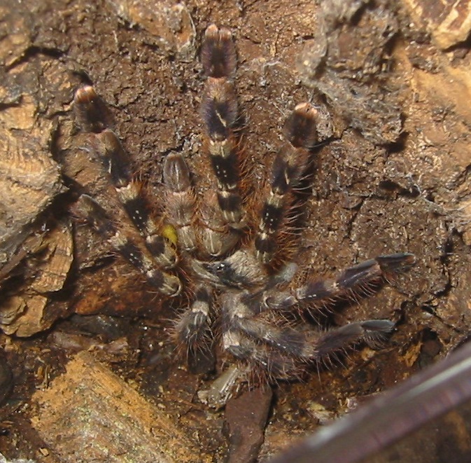 P. regalis