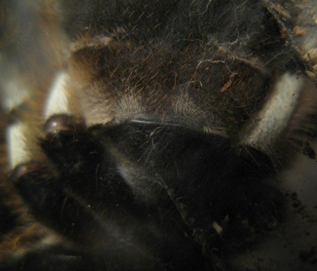 P. regalis