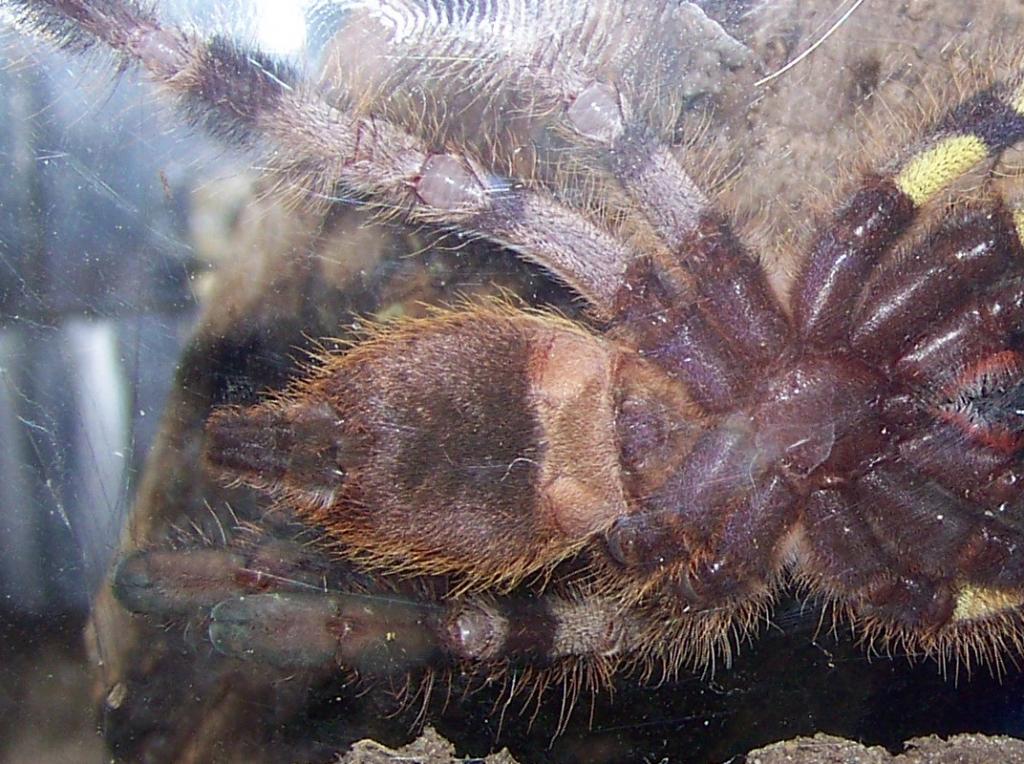 P. regalis