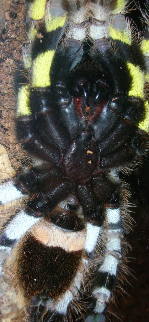 p. regalis