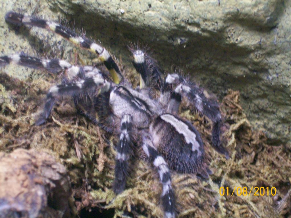 P. Regalis