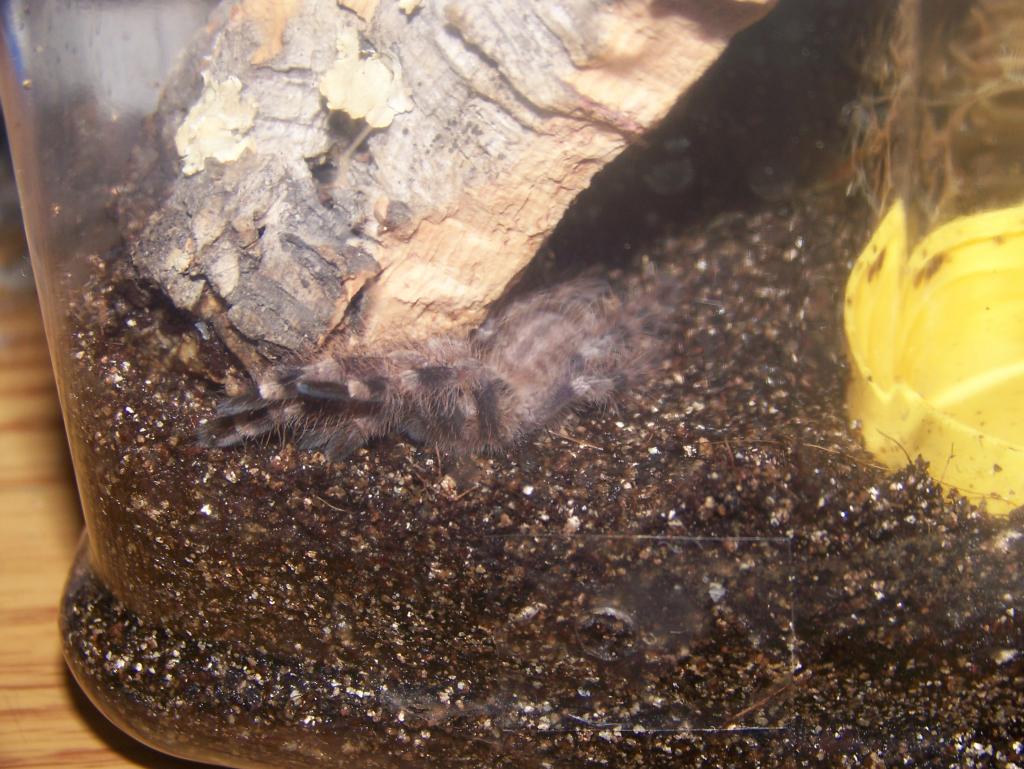 P.regalis