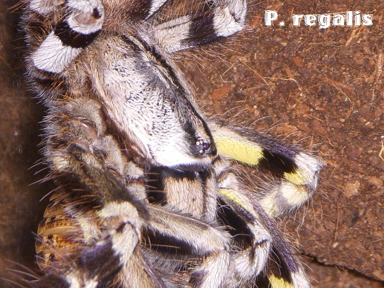 P. regalis