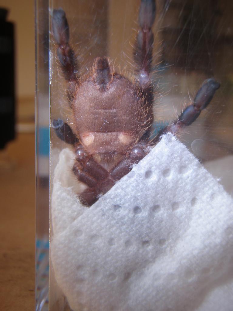 P. regalis