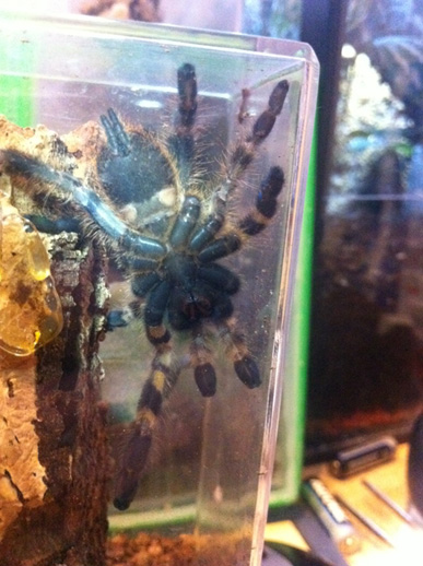 P. regalis